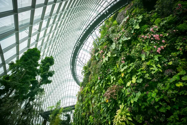 Schöne Blumen Garten Singapore — Stockfoto