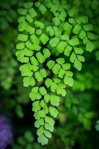 Bellissimi Fiori Nel Giardino Singapore — Foto Stock