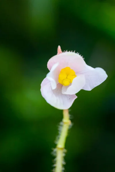 Vackra Blommor Trädgården Singapore — Stockfoto