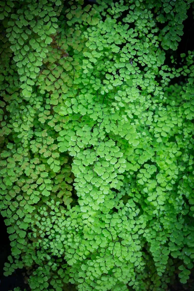 Belles Fleurs Dans Jardin Singapour — Photo