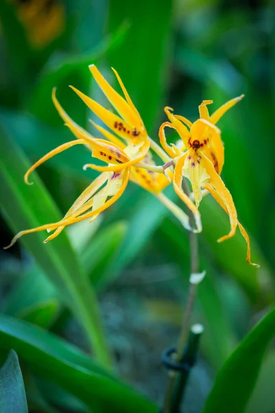 Hermosas Flores Jardín Singapur —  Fotos de Stock