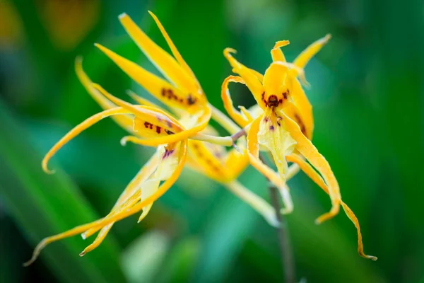 Belles Fleurs Dans Jardin Singapour — Photo