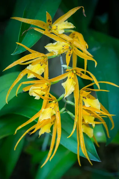 Vackra Blommor Trädgården Singapore — Stockfoto