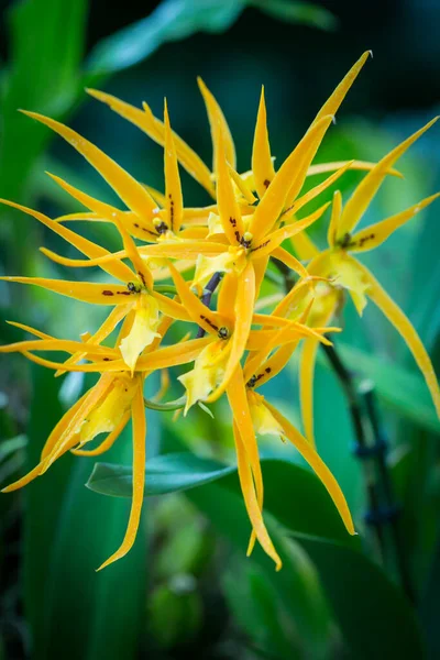 Vackra Blommor Trädgården Singapore — Stockfoto