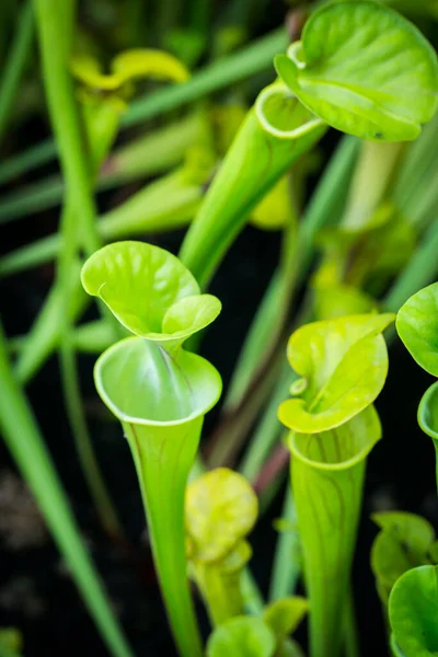 Bellissimi Fiori Nel Giardino Singapore — Foto Stock