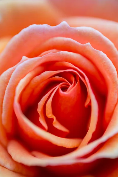 Bellissimi Fiori Nel Giardino Singapore — Foto Stock