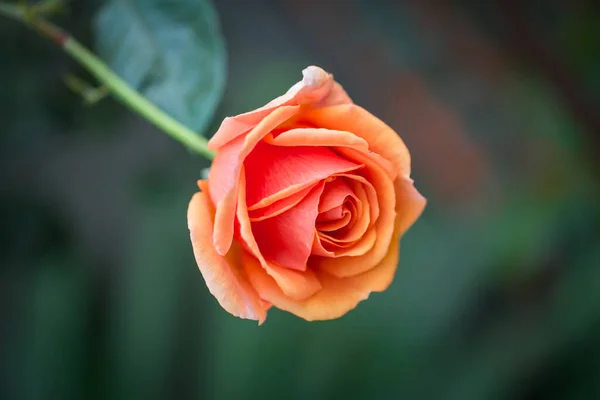 Belles Fleurs Dans Jardin Singapour — Photo