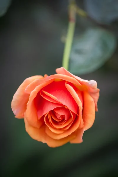 Belles Fleurs Dans Jardin Singapour — Photo