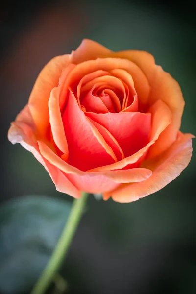 Bellissimi Fiori Nel Giardino Singapore — Foto Stock