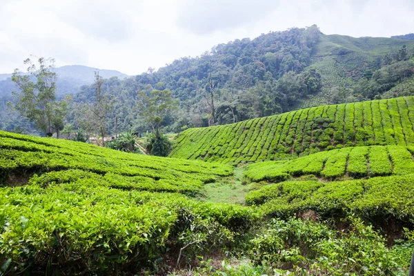 Tea Plantation Cameron Highlands Malaysia Royalty Free Stock Images
