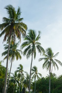 Tayland 'ın güneyinde mavi gökyüzünde hindistan cevizi ağacı.
