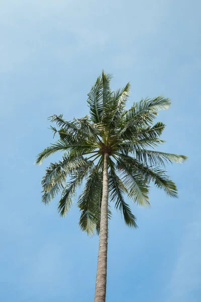 Кокосовое Дерево Голубом Небе Юге Таиланда — стоковое фото