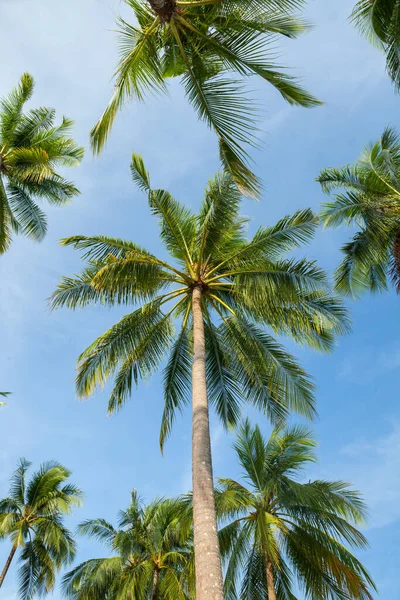 Kokosnötsträd Blå Himmel Södra Thailand — Stockfoto