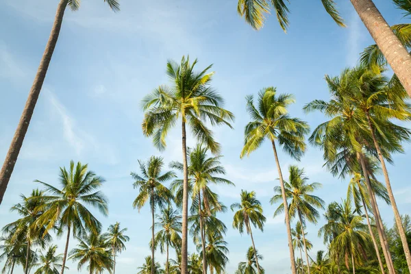 Coconut Tree Blue Sky South Thailand — Stock Photo, Image