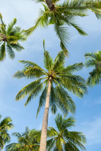 Kokosnötsträd Blå Himmel Södra Thailand — Stockfoto