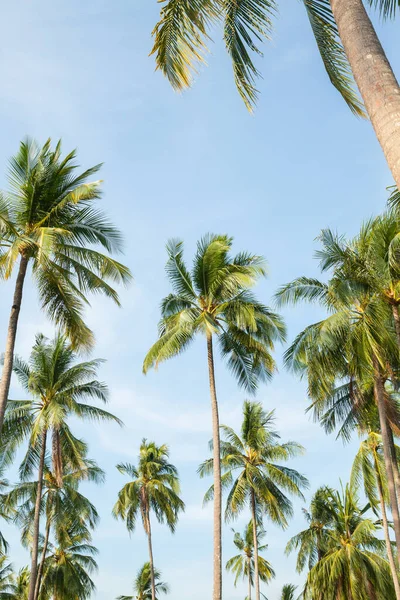 Coconut Tree Blue Sky South Thailand — Stock Photo, Image