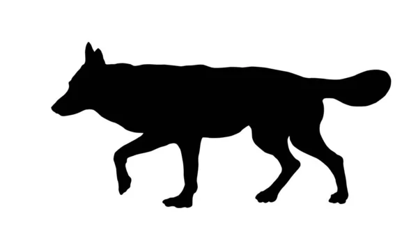 Sílhueta Cão Preto Correndo Czechoslovak Cachorro Wolfdog Animais Estimação Isolado —  Vetores de Stock