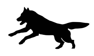 Koşan ve zıplayan Sibirya köpeği. Siyah köpek silueti. Evcil hayvanlar. Beyaz bir arka planda izole edilmiş. Vektör illüstrasyonu.