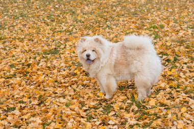 Chow Chow, sonbahar parkında sarı bir yaprağın üzerinde duruyor. Evcil hayvanlar..