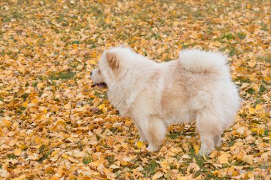 Şirin pofuduk aslan köpek sonbahar parkında sarı bir yaprağın üzerinde duruyor. Chow chow veya chowdren. Evcil hayvanlar..