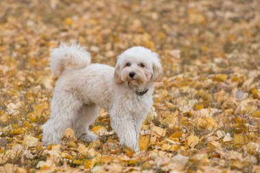 Şirin maltepoo yavrusu sonbahar parkında sarı bir yaprağın üzerinde duruyor. Malta ve kanişin karışımı bir şey. Evcil hayvanlar..