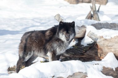 Kızgın siyah Kanadalı kurt kameraya bakıyor. Canis lupus pambasileus.