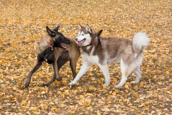 Cachorro pastor belga y husky siberiano están jugando en un follaje amarillo en el parque de otoño. Animales de compañía. —  Fotos de Stock