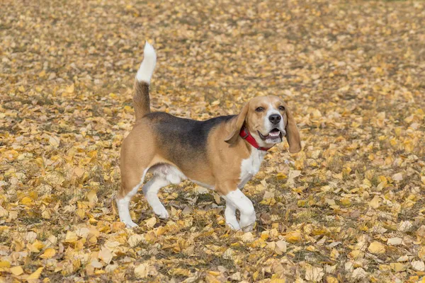 Beagle Inglês bonito está andando em uma folhagem amarela no parque de outono. Animais de companhia. — Fotografia de Stock