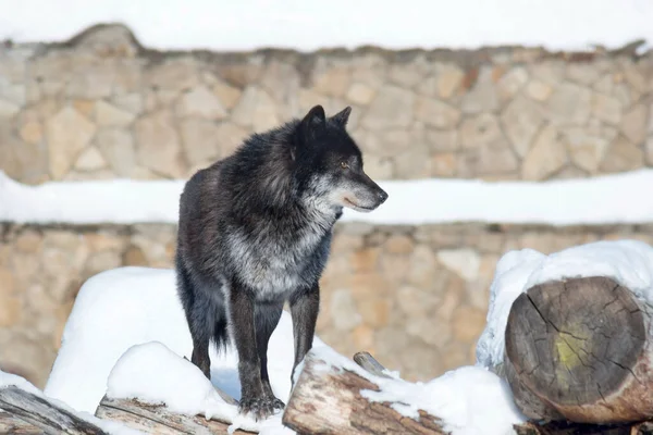Wild black canadian wolf is standing on a white snow and looking away. Canis lupus pambasileus. — Stock Photo, Image