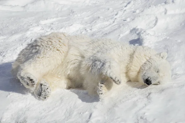 북극곰 새끼가 하얀 눈 위에 누워 잠을 자고 있습니다. Ursus maritimus 또는 Thalarctos Maritimus. — 스톡 사진