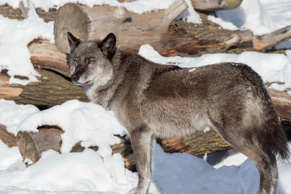Zwarte Canadese wolf staat op een witte sneeuw en kijkt weg. Canis lupus pambasileus. — Stockfoto