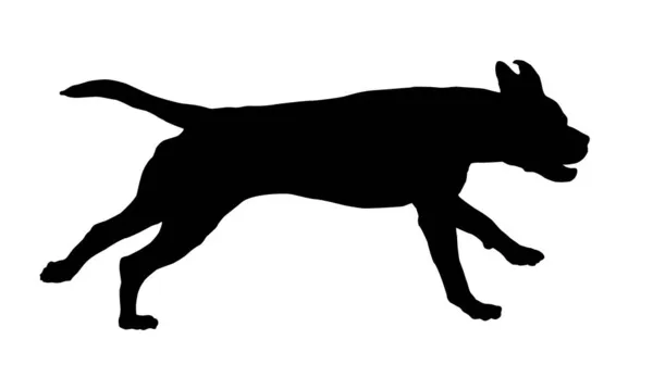 Prowadzę Włoskiego Corso Doga Czarny Pies Zwierzęta Domowe Odizolowany Białym — Wektor stockowy