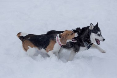 Sibirya kurt köpeği ve İngiliz av köpeği kış parkında beyaz bir karla koşuyorlar. Evcil hayvanlar..