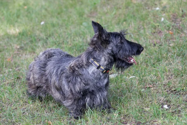 Lindo perrito terrier escocés está de pie sobre una hierba verde en el parque de otoño. Animales de compañía. — Foto de Stock