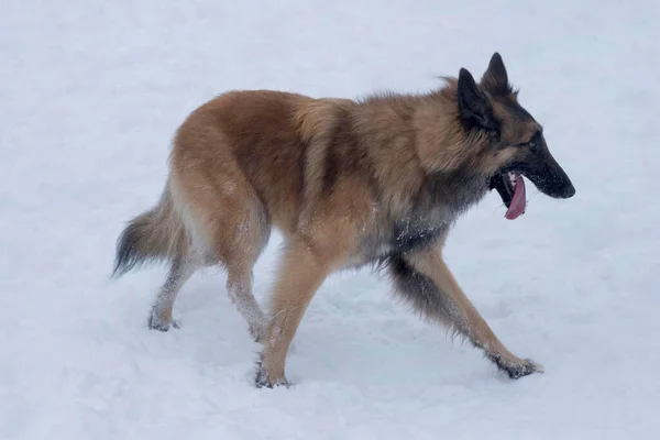 Belga perro pastor tervuren cachorro está caminando sobre una nieve blanca en el parque de invierno. Animales de compañía. —  Fotos de Stock