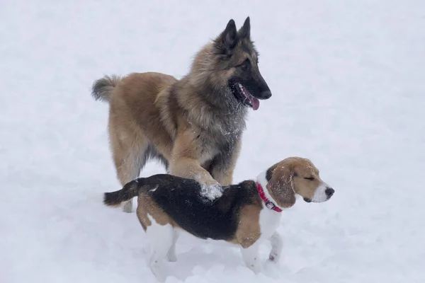 İngiliz av köpeği ve Belçikalı çoban köpeği Tervuren kış parkında beyaz bir karın üzerinde duruyorlar. Evcil hayvanlar.. — Stok fotoğraf