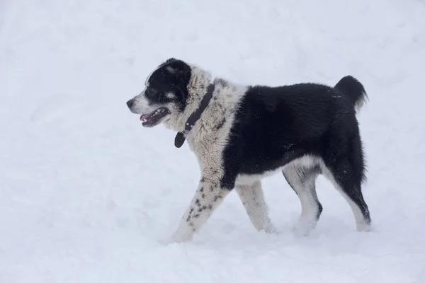 Aranyos közép-ázsiai pásztor kutya kiskutya sétál egy fehér hó a téli parkban. Háziállatok. — Stock Fotó