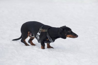 Şirin dachshund köpeği kış parkında beyaz bir karın üzerinde duruyor. Porsuk ya da sosisli sandviç. Evcil hayvanlar..