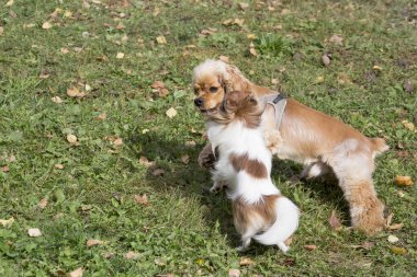Chihuahua köpeği ve şövalye kral Charles Spaniel sonbahar parkında yeşil çimlerde oynuyorlar. Evcil hayvanlar..