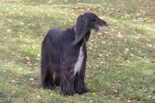Cute black afghan hound is standing on a green grass in the autumn park. Eastern greyhound or persian greyhound. Pet animals. — Stock Photo, Image