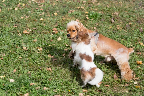 Щенок чихуахуа и кавалер король Чарльз спаниель щенок играют на зеленой траве в осеннем парке. Животные. — стоковое фото