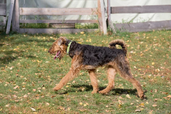 Şirin Airedale Teriyeri sonbahar parkında yeşil çimlerde koşuyor. Evcil hayvanlar.. — Stok fotoğraf