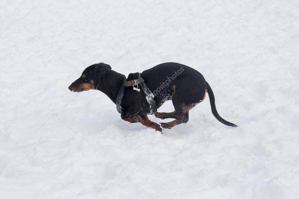 Cute dachshund puppy is running on a white snow in the winter park. Badger dor or sausage dog. Pet animals.