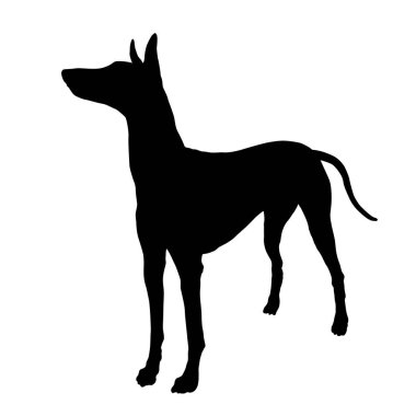 Ayakta duran firavun köpeği. Siyah köpek silueti. Evcil hayvanlar. Beyaz bir arka planda izole edilmiş. Vektör illüstrasyonu.