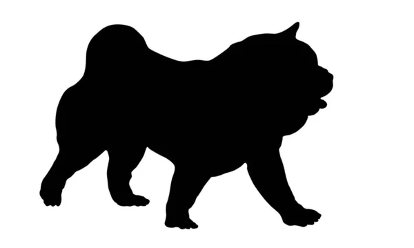 Yürüyen Chow Chow Puppy Siyah Köpek Silueti Evcil Hayvanlar Beyaz — Stok Vektör