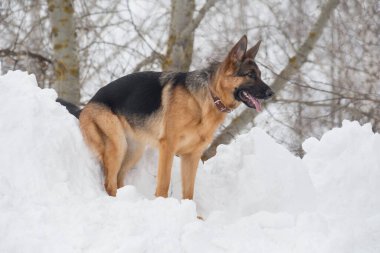 Alman çoban köpeği köpek yavrusu kış parkında beyaz bir karın üzerinde duruyor. Evcil hayvanlar. Safkan köpek..