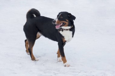 Şirin bir apandis sennenhund yavrusu kış parkında beyaz bir karın üzerinde duruyor. Evcil hayvanlar. Safkan köpek..