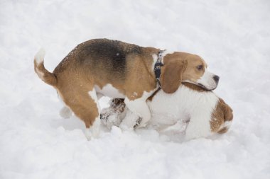 İngiliz av köpeği ve Jack Russell Terrier köpeği kış parkında beyaz bir karla oynuyorlar. Evcil hayvanlar..