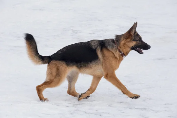 Leuke Duitse Herdershond Puppy Loopt Een Witte Sneeuw Het Winterpark — Stockfoto