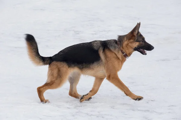 Carino Cane Pastore Tedesco Cucciolo Esecuzione Una Neve Bianca Nel — Foto Stock